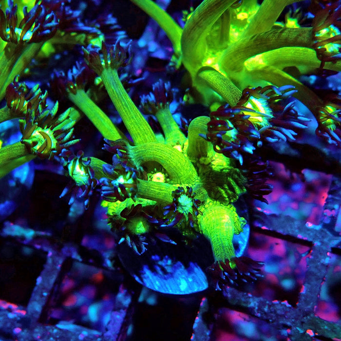 Goniopora Green Contrast Frag