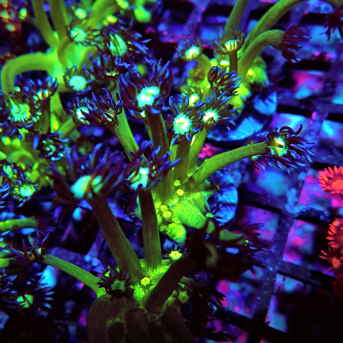Goniopora Green Contrast Frag