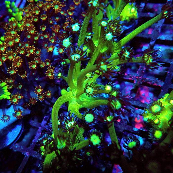 Goniopora Green Contrast Frag