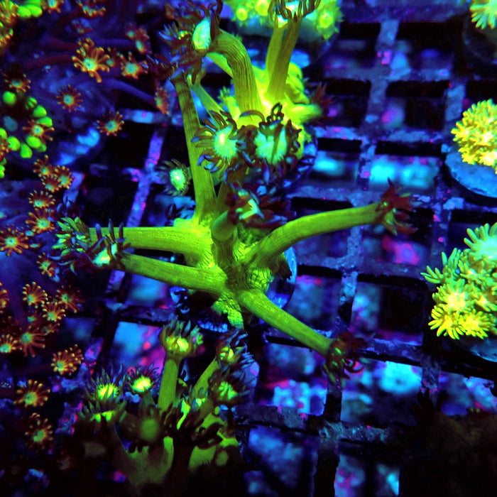 Goniopora Green Contrast Frag