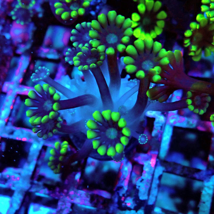 Neon Green Alveopora Frag