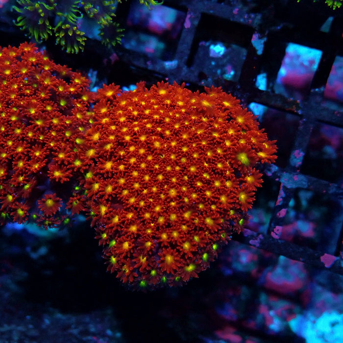 Goniopora Super Red Yellow Center