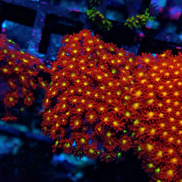 Goniopora Super Red Yellow Center