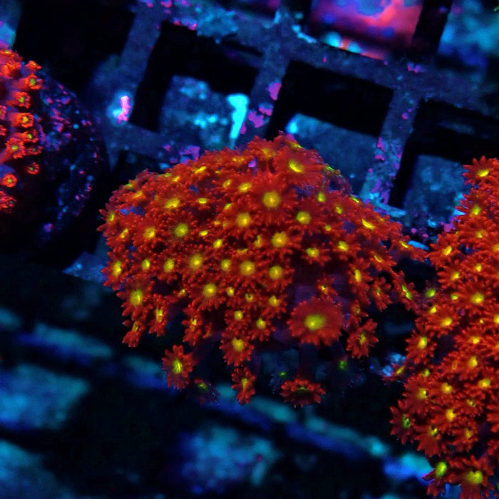 Goniopora Super Red Yellow Center