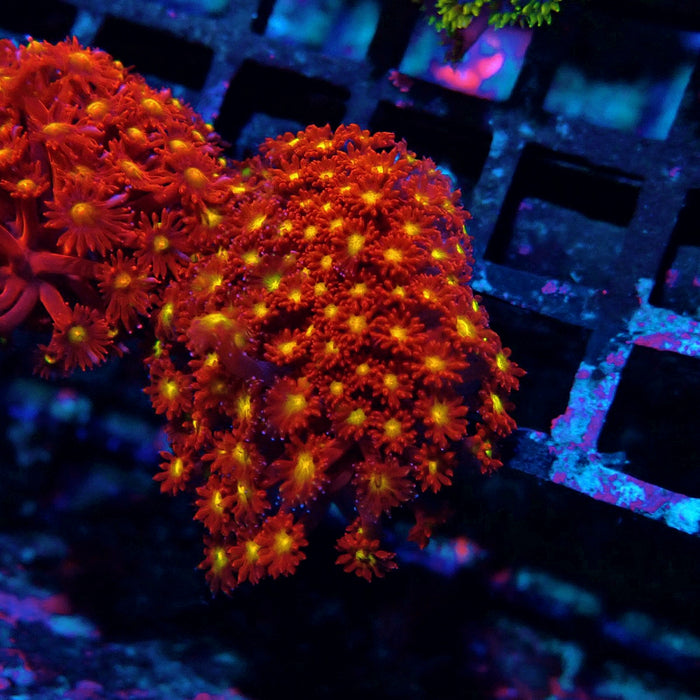 Goniopora Super Red Yellow Center