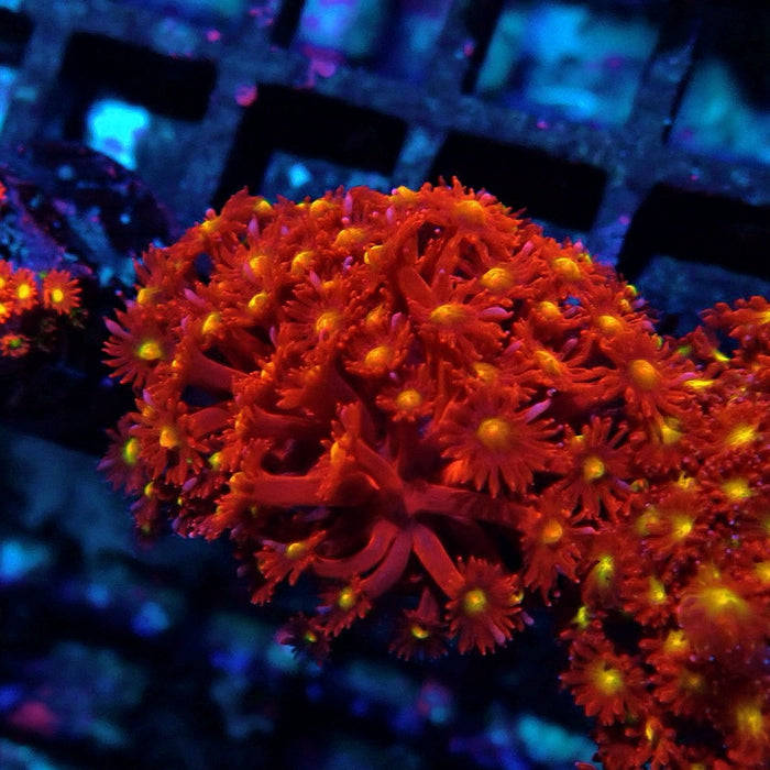 Goniopora Super Red Yellow Center