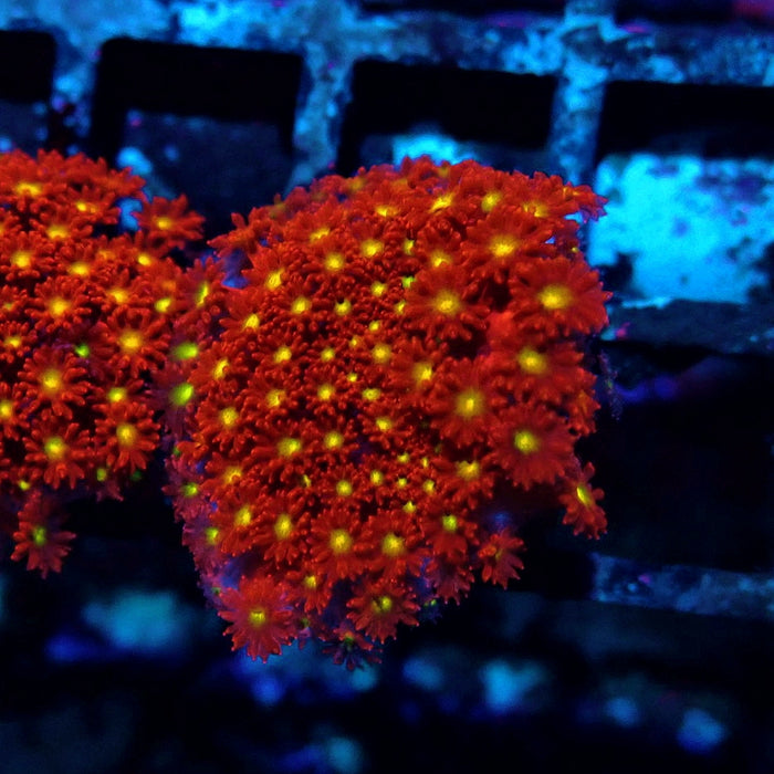 Goniopora Super Red Yellow Center