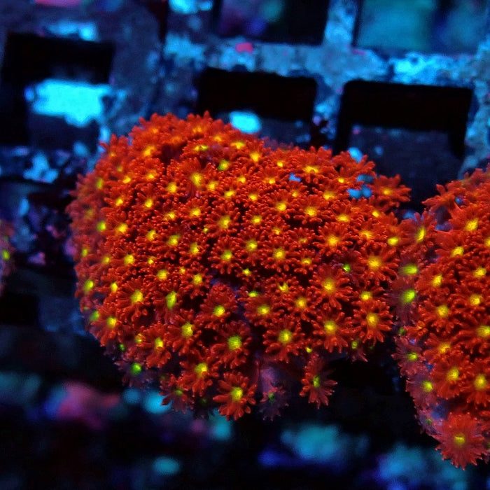 Goniopora Super Red Yellow Center