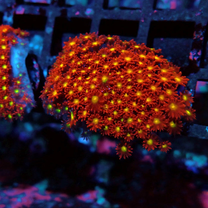 Goniopora Super Red Yellow Center