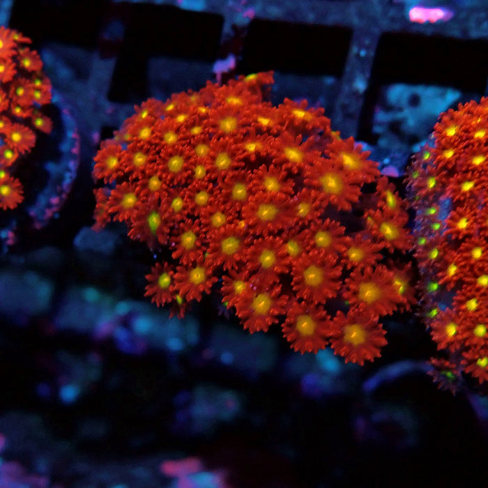 Goniopora Super Red Yellow Center