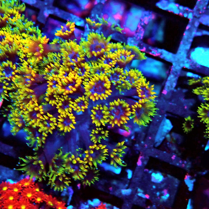 Goniopora Multicolor Ultra