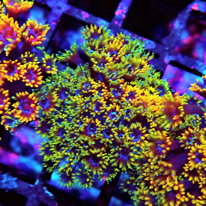 Goniopora Multicolor Ultra