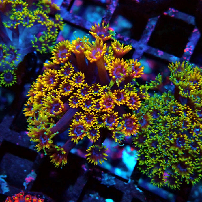 Goniopora Multicolor Ultra