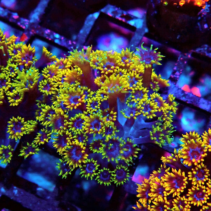 Goniopora Multicolor Ultra