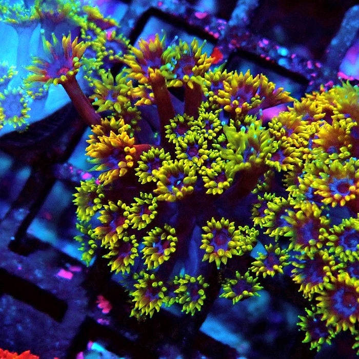 Goniopora Multicolor Ultra