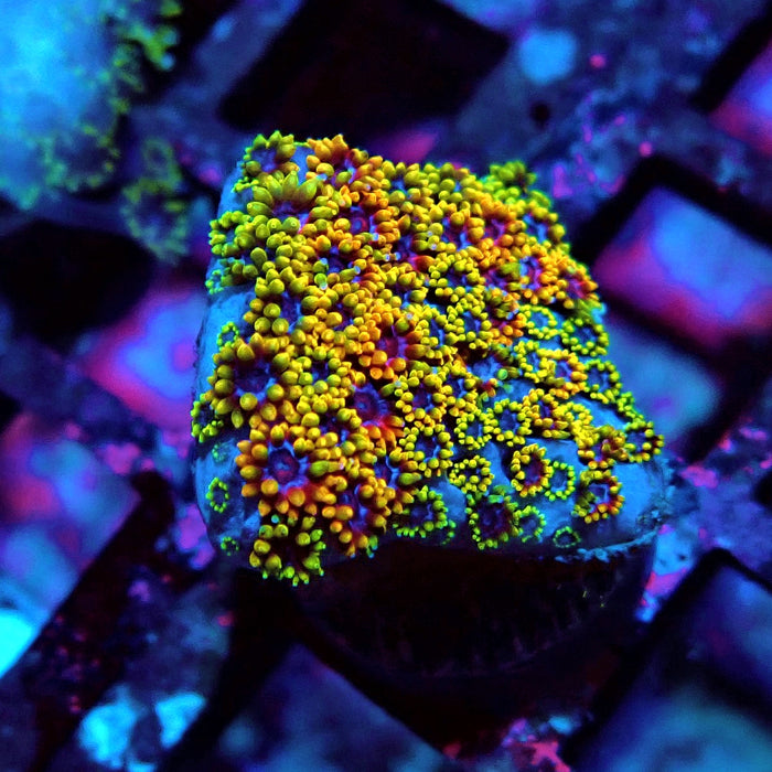 Goniopora Multicolor Ultra
