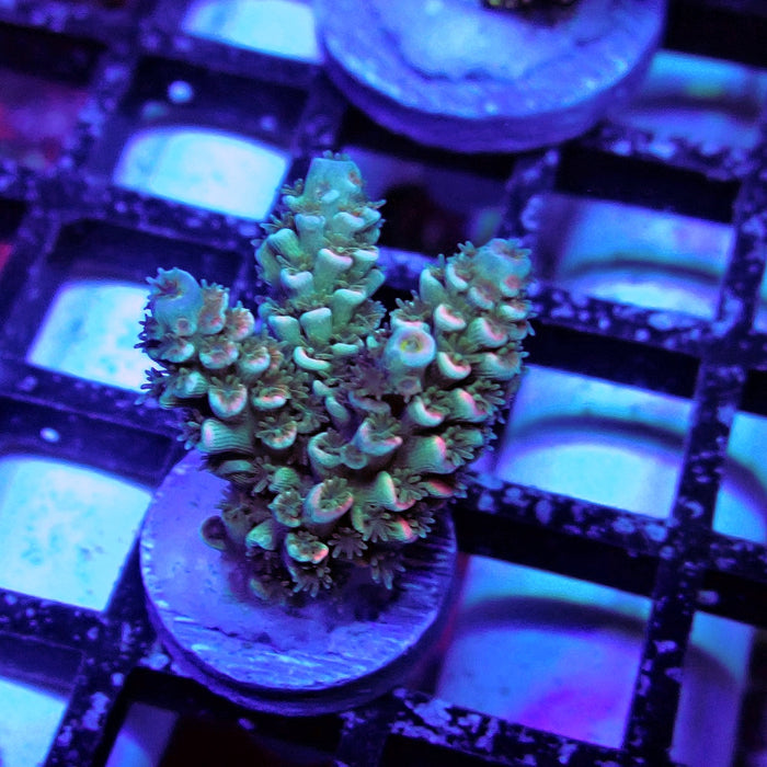 Tricolor Tenuis Acro