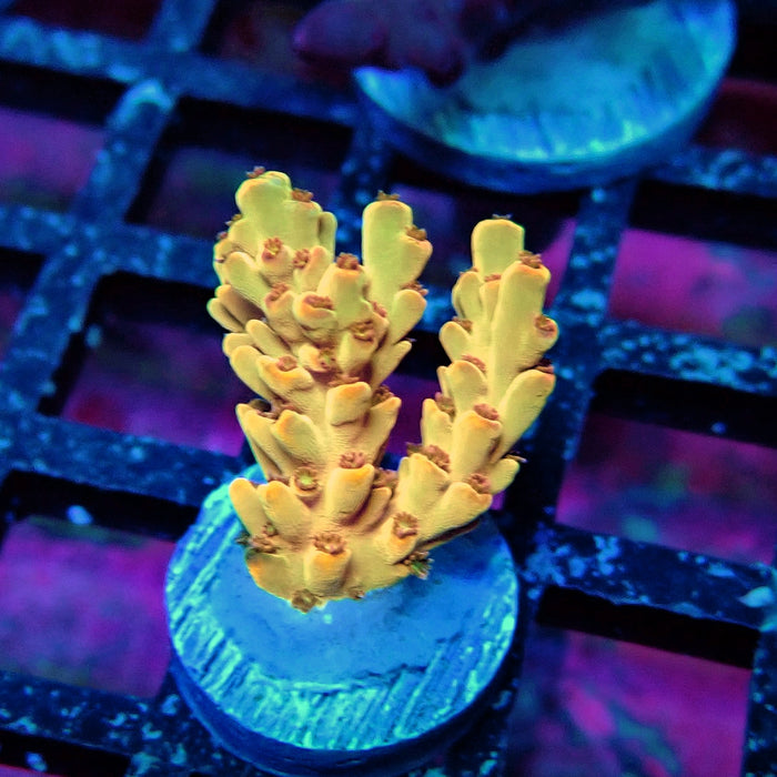 Orange Microclados Acro