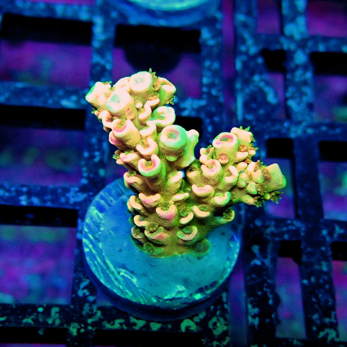 Crazy Bright Tenuis Acro