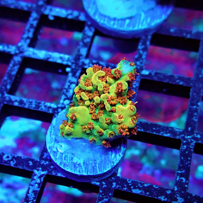 REx Dreamer Acro