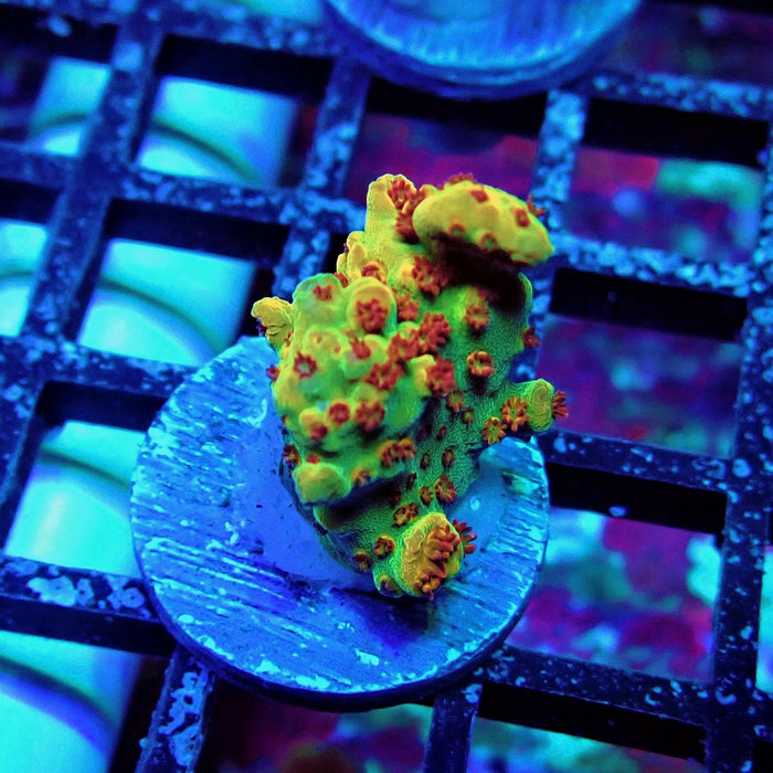 REx Dreamer Acro