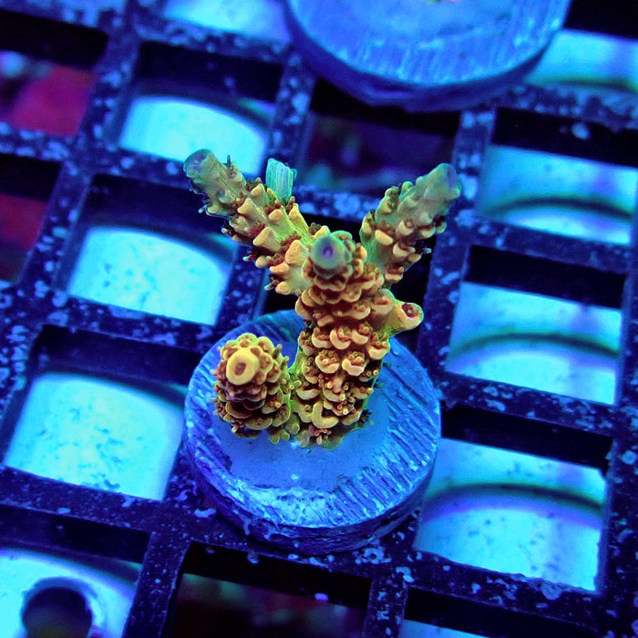 REx Apache Quadricolor Acro