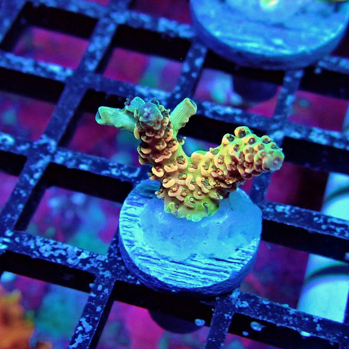 REx Apache Quadricolor Acro