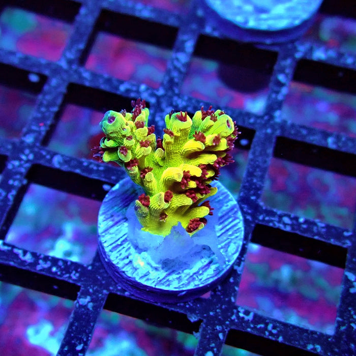 REx Xfinity Confetti Acro
