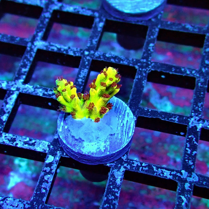 REx Xfinity Confetti Acro