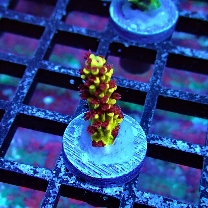 REx Xfinity Confetti Acro