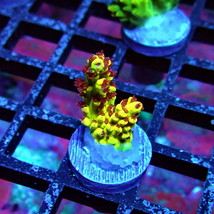 REx Xfinity Confetti Acro