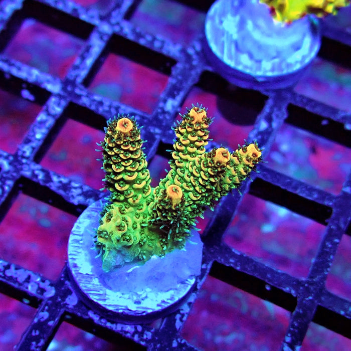 REx Green Red Tips Hyacinthus Acro