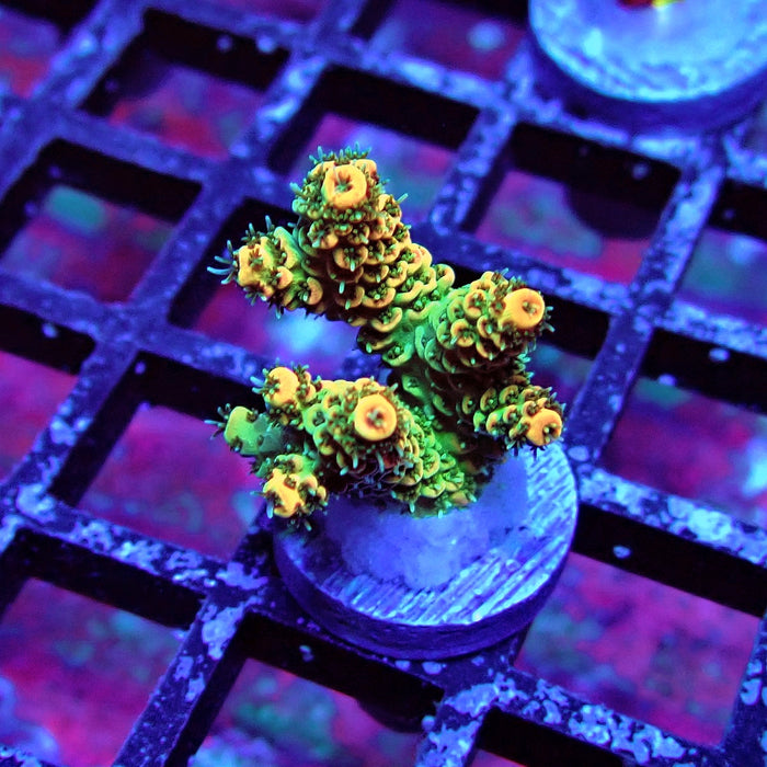 REx Green Red Tips Hyacinthus Acro