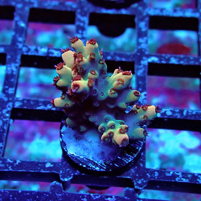 REx Dreamer Acro