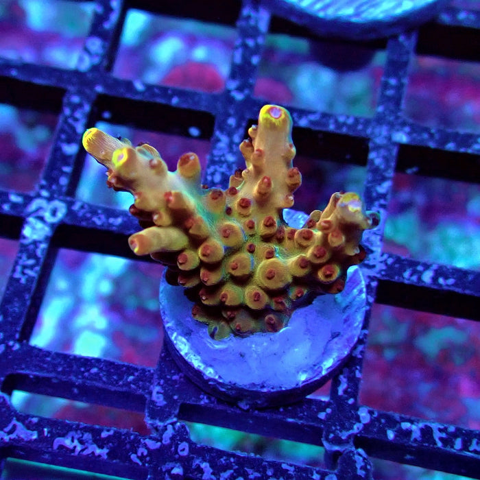 Pink-Purple Phoenix Acro