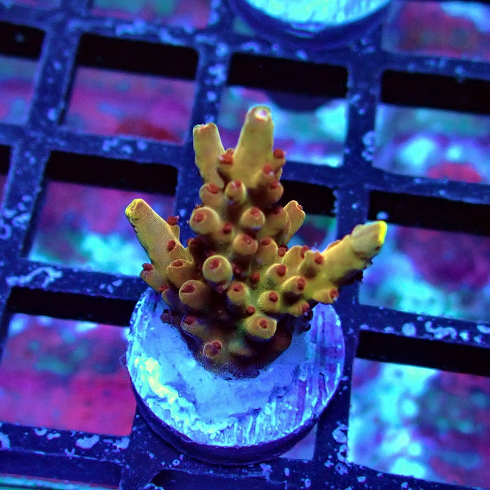 Pink-Purple Phoenix Acro