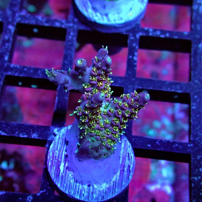 REx Quadricolor Mille Acro