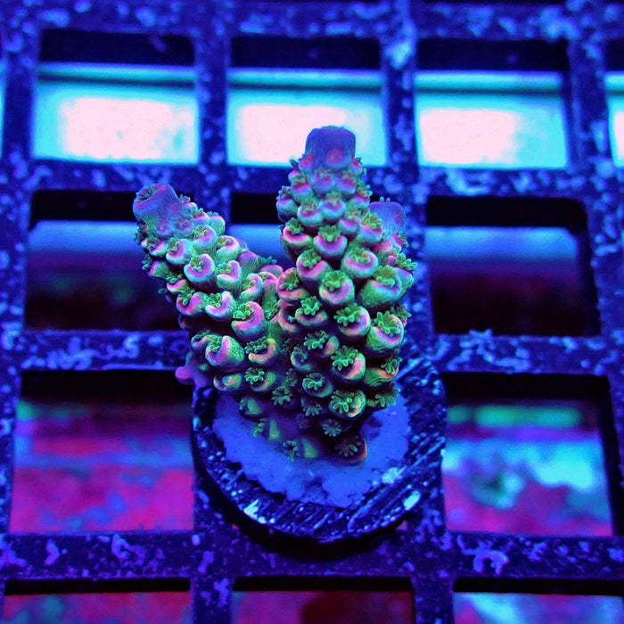 Blue Pink Scale Tenuis Acro