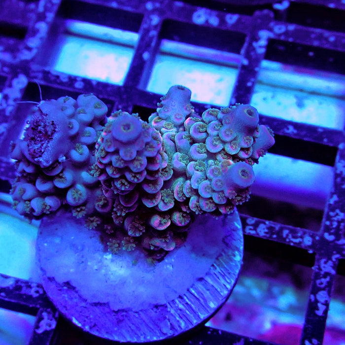 Blue Pink Scale Tenuis Acro