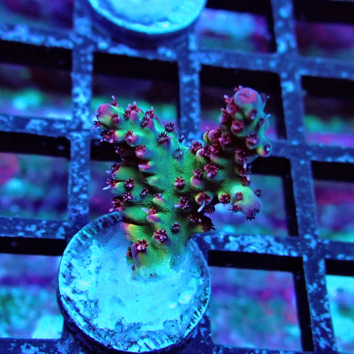 Pink Tips Acro