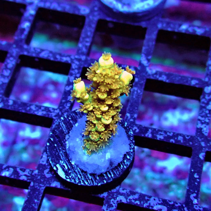 REx Gold Fireworks Tenuis Acro
