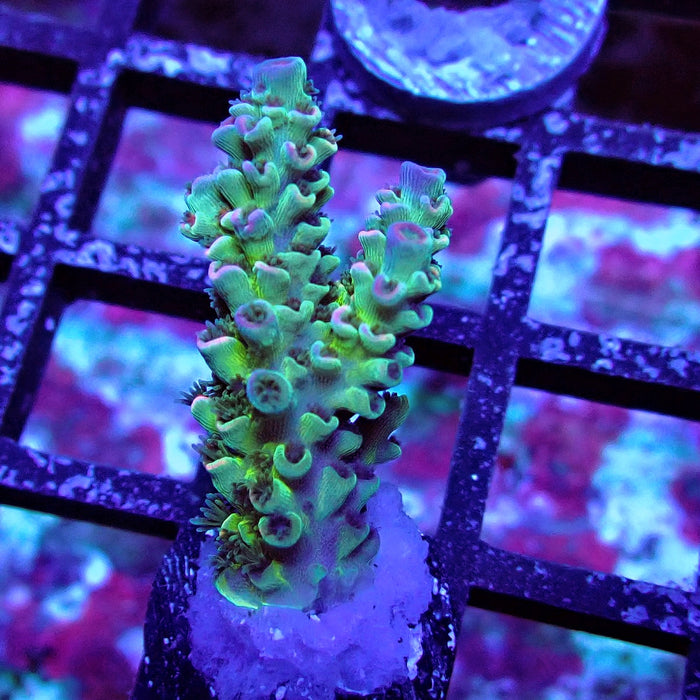 REx Green Blue Pink Scale Tenuis Acro