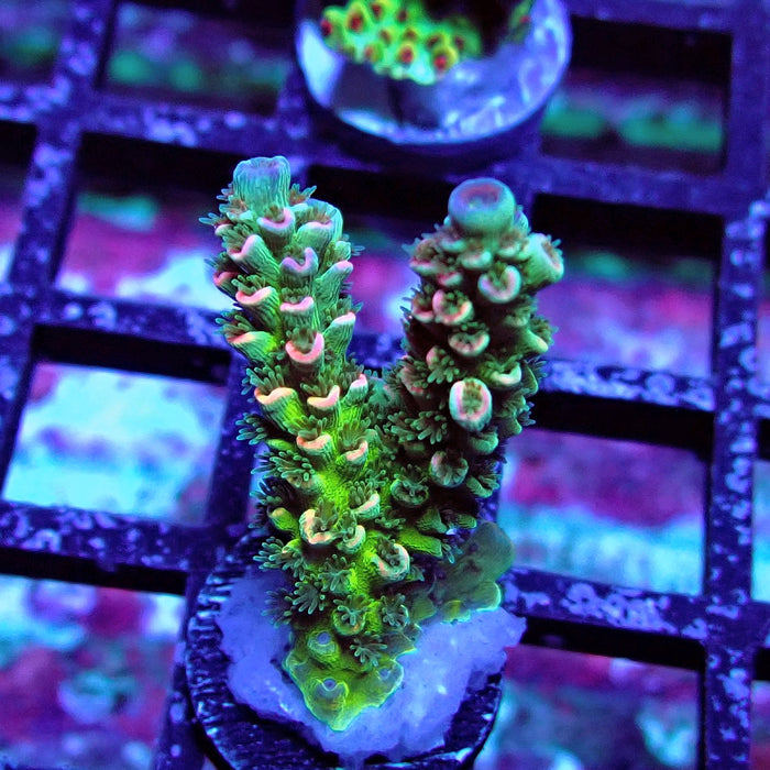 REx Green Blue Pink Scale Tenuis Acro