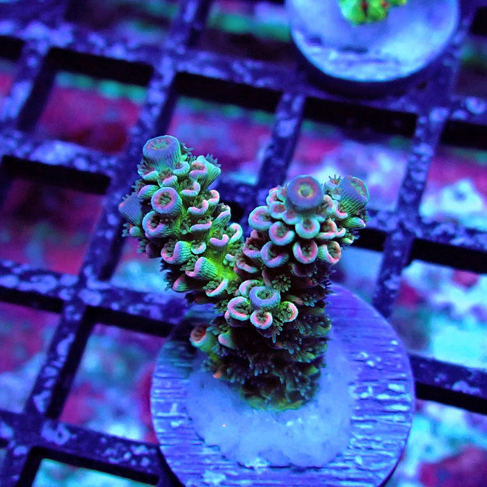 REx Green Blue Pink Scale Tenuis Acro