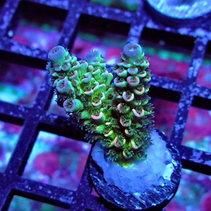 REx Green Blue Pink Scale Tenuis Acro