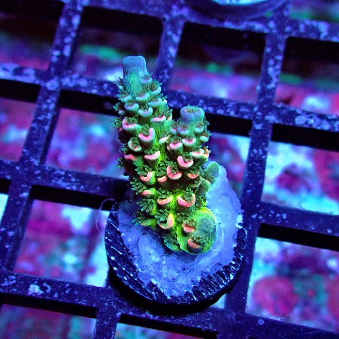 REx Green Blue Pink Scale Tenuis Acro