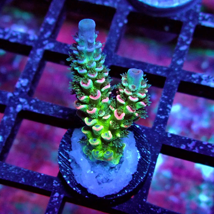 REx Green Blue Pink Scale Tenuis Acro