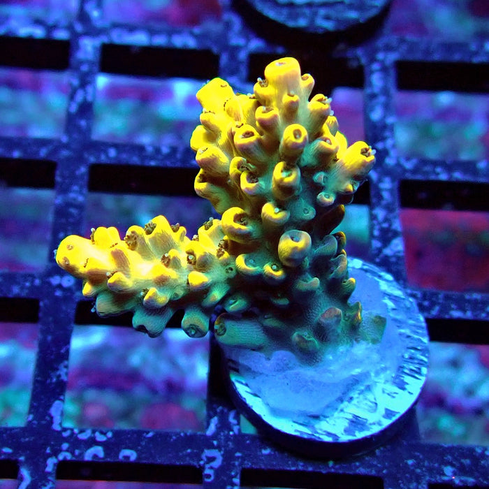 Super Yellow Pikachu Acro
