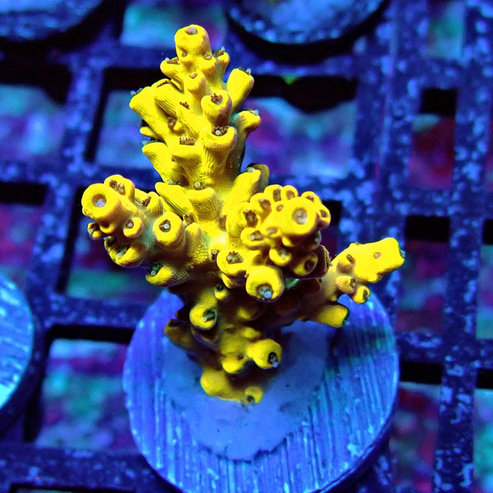 Super Yellow Pikachu Acro