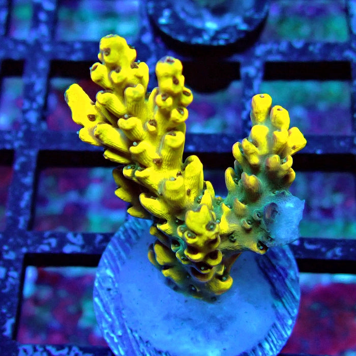 Super Yellow Pikachu Acro